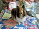 Bailey Likes Quilts